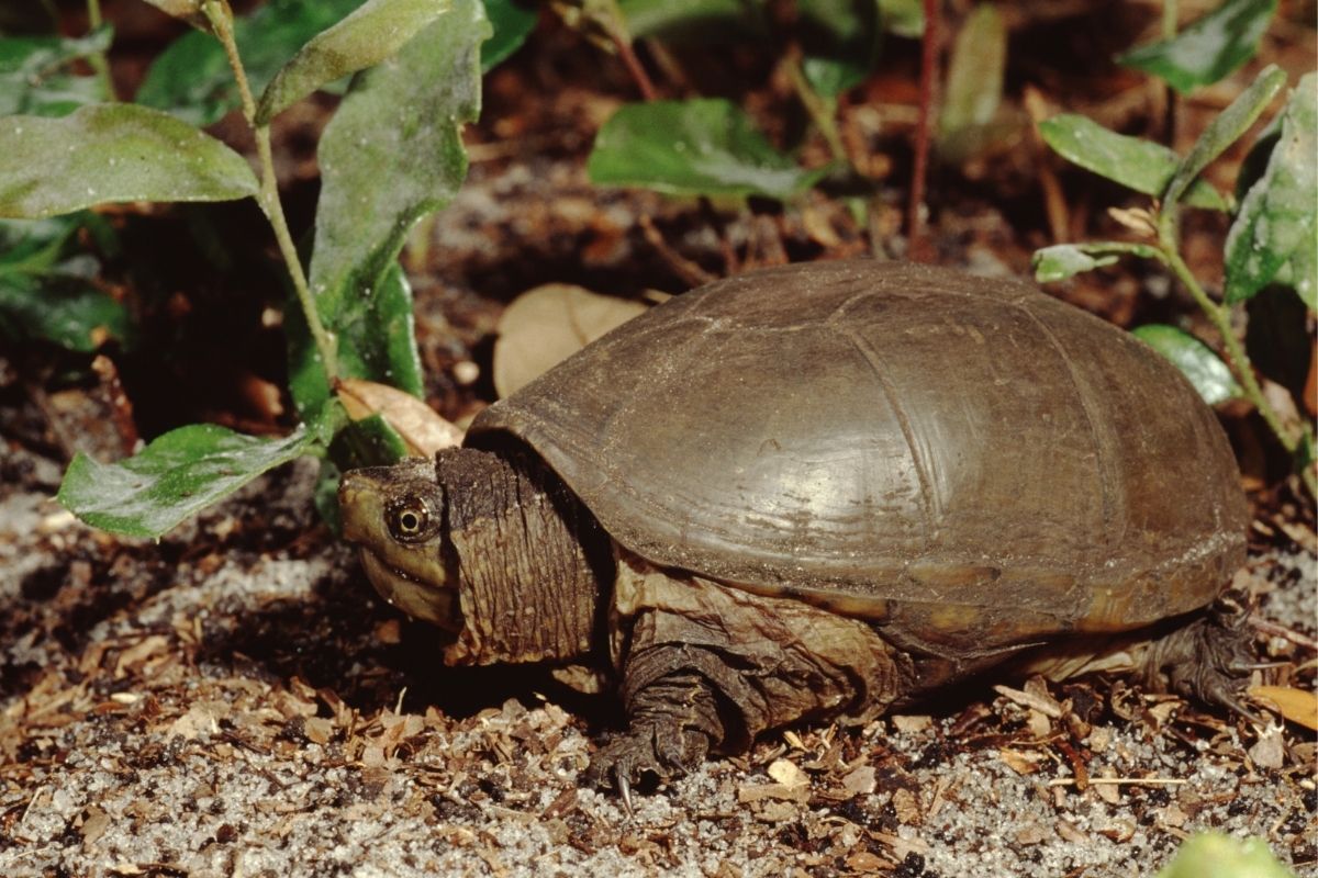 Portrait of Eastern Mud Turtle 