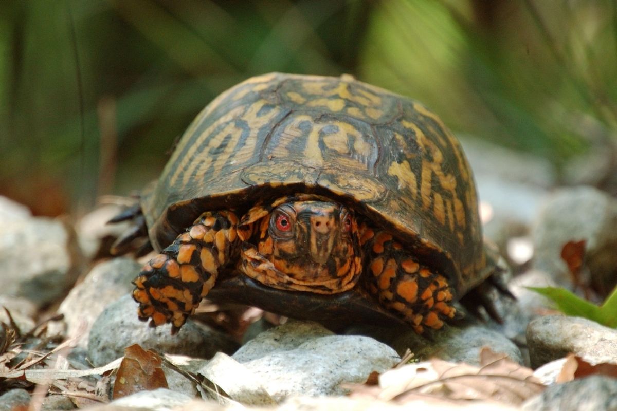 Eastern mud turtle walking