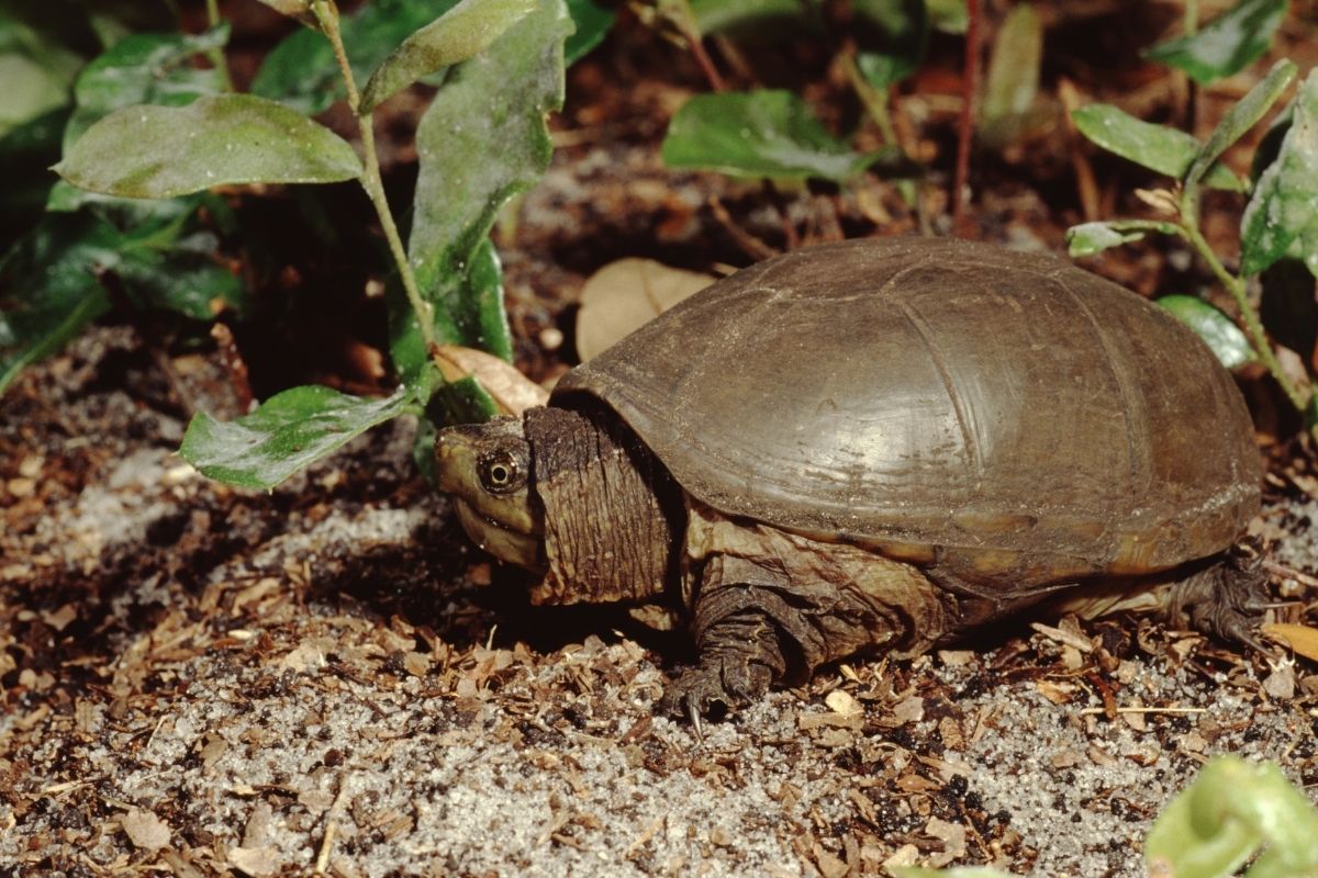 Eastern Mud Turtle walking