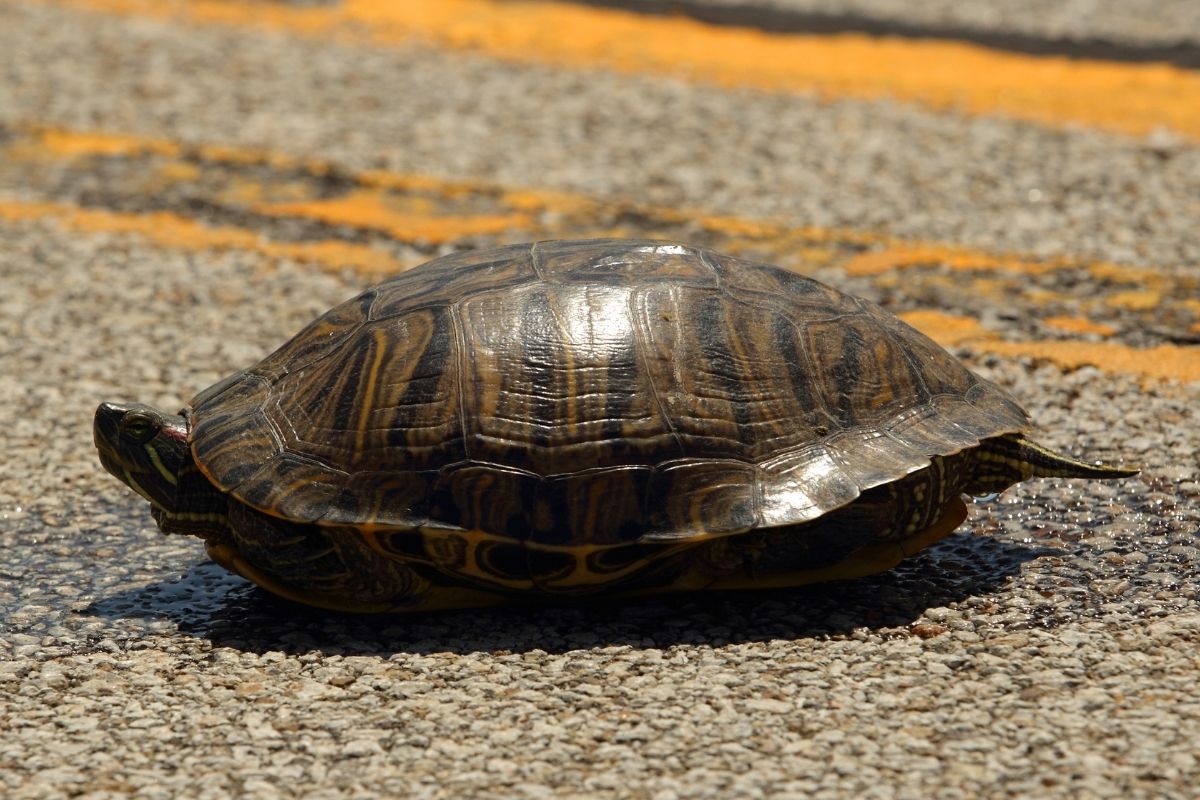 Eastern River Cooter walking on the street