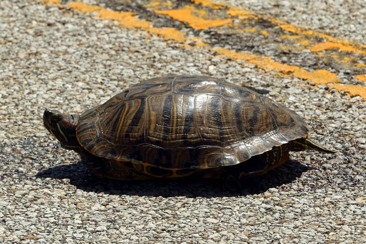 Eastern river cooter walking on the street