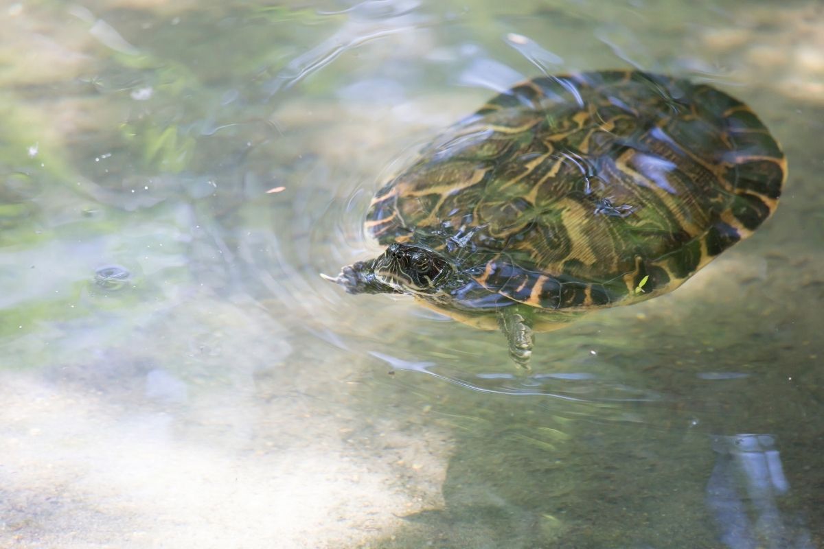 Eastern river cooter swimming in the pond