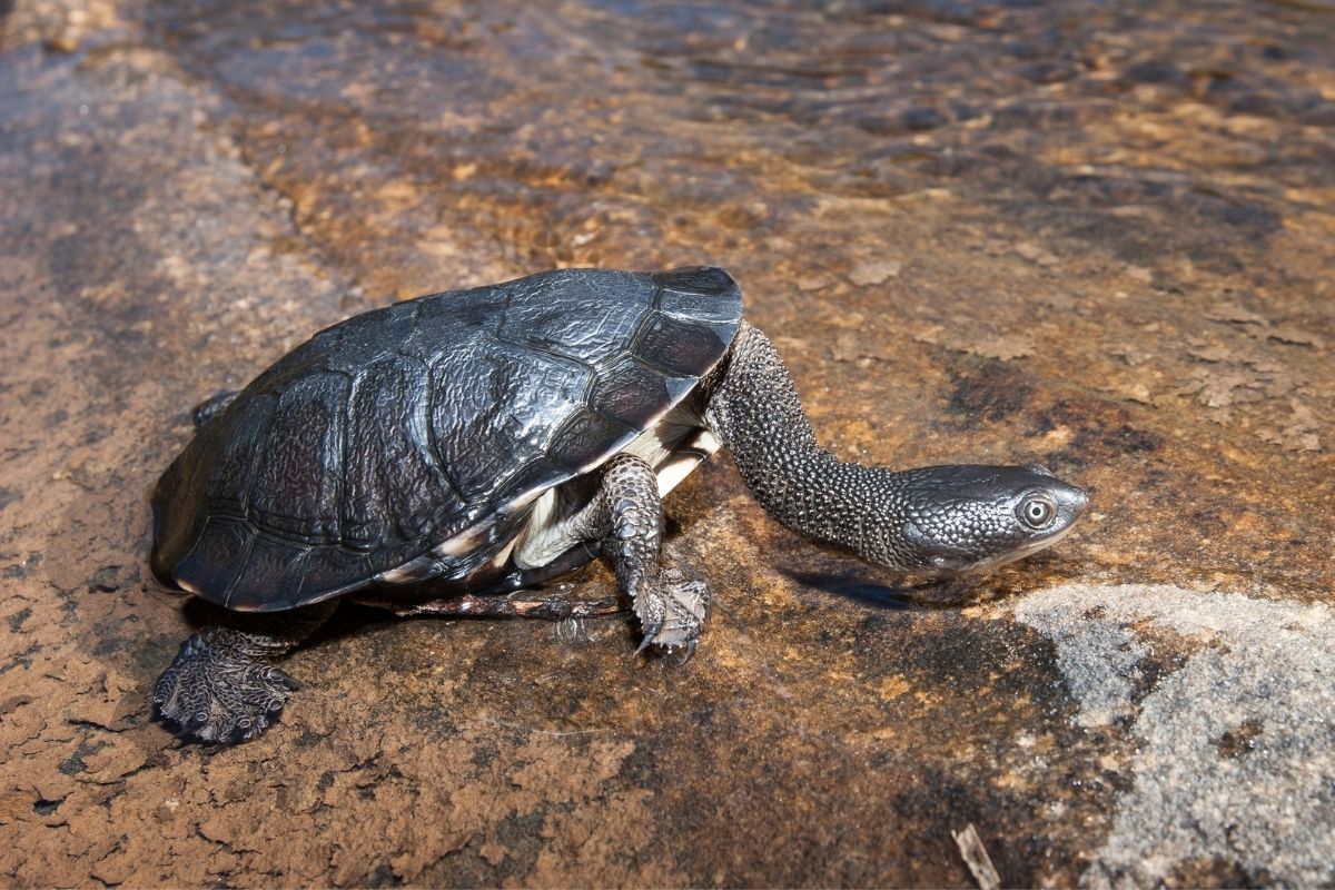 Eastern Snake-Necked Turtle 