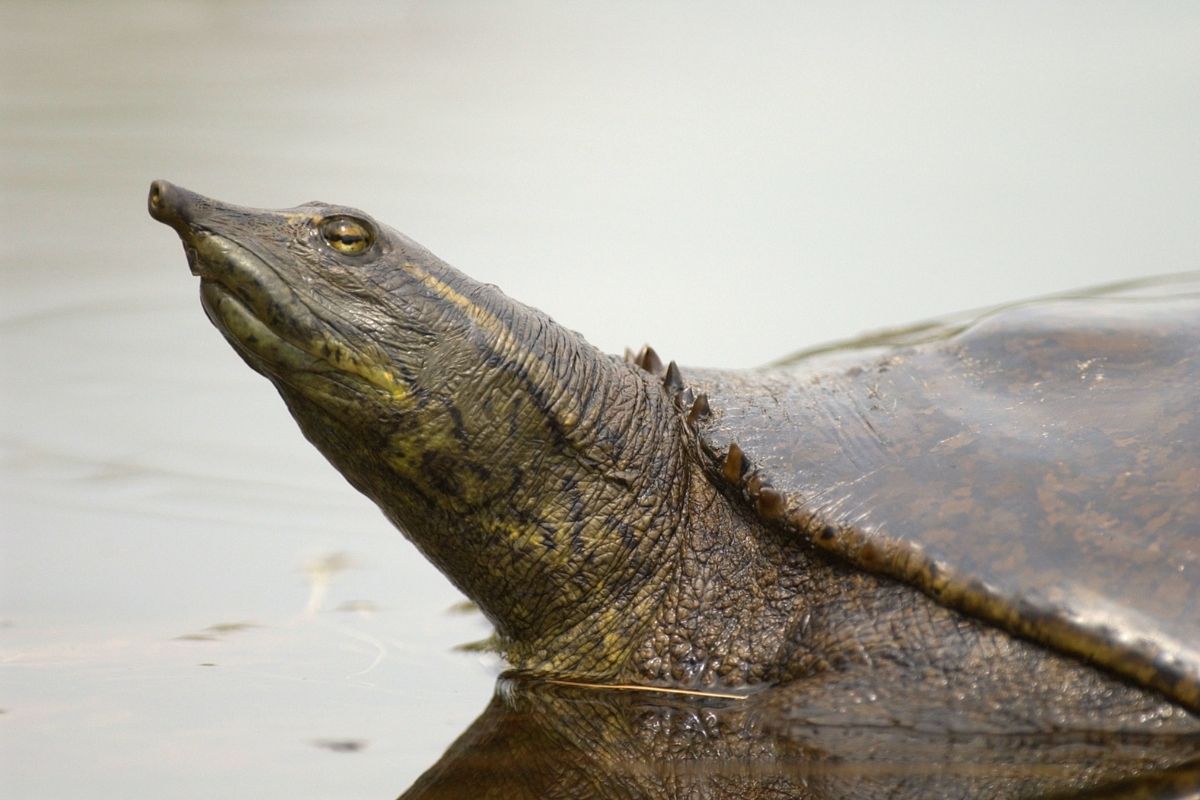 Close-up of a eastern spiny softshell turtle's head