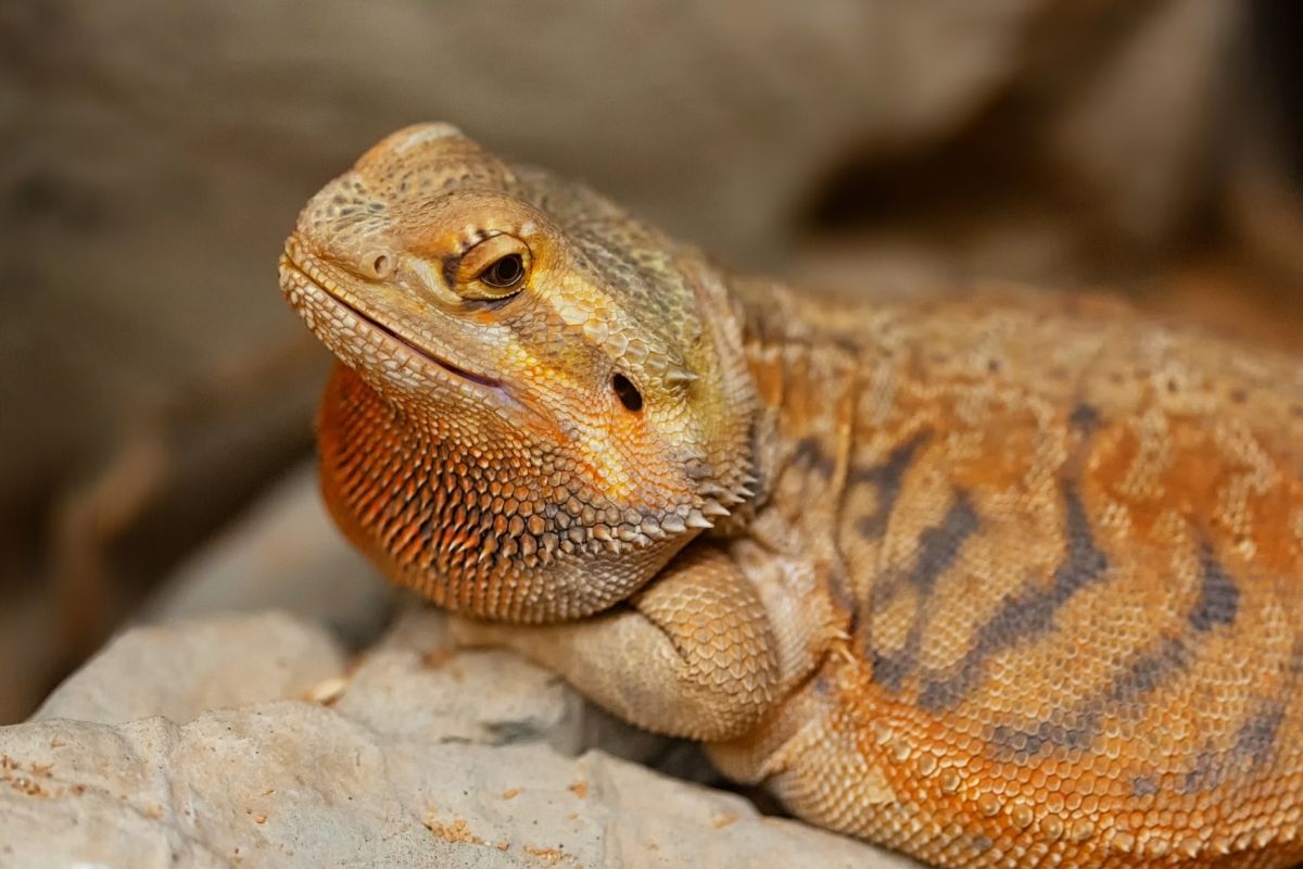 Orange bearded dragon lying on a rock