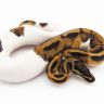 Everything You Need To Know About Piebald Ball Python Morph!