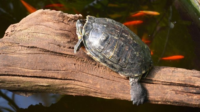Sleeping turtle on a log