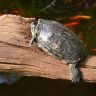 Sleeping turtle on a log