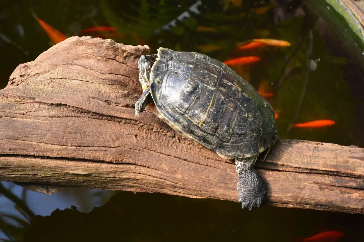 Sleeping turtle on a log
