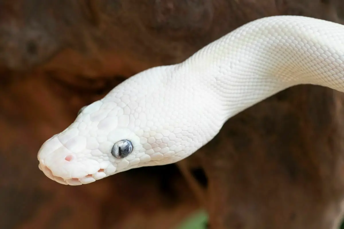 Head of blue eyed leucistic ball python morph