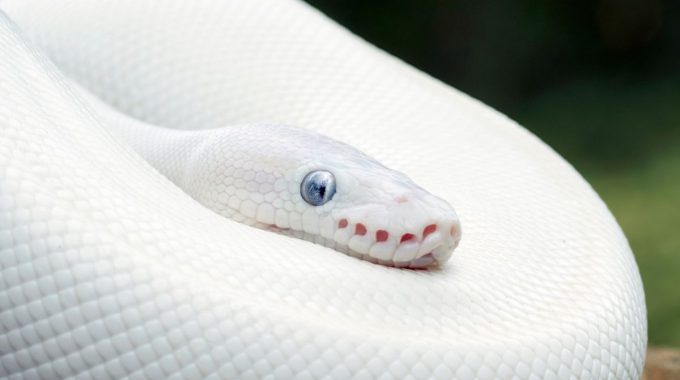 Facts and pictures of blue eyed leucistic ball python morph