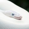 Facts and pictures of blue eyed leucistic ball python morph