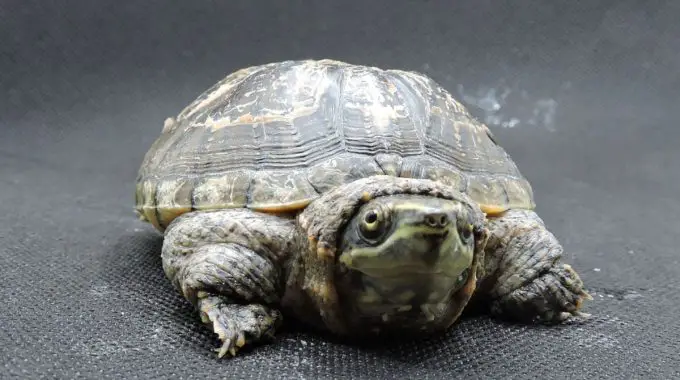 A fat common musk turtle