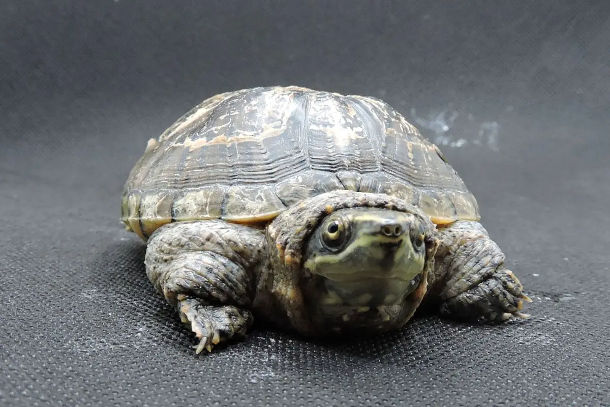 A fat common musk turtle