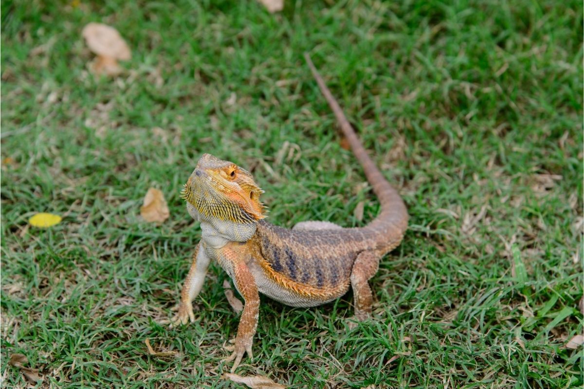 Bearded dragon on grass