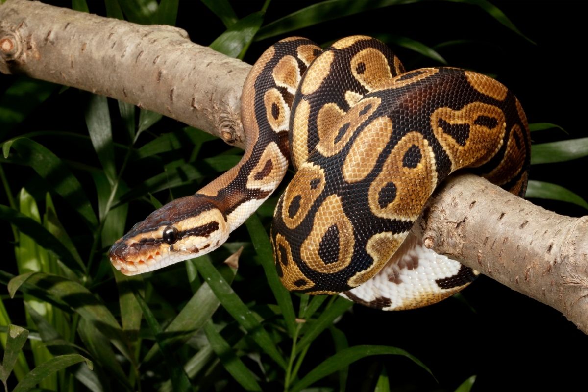 Fire ball python morphs crawling