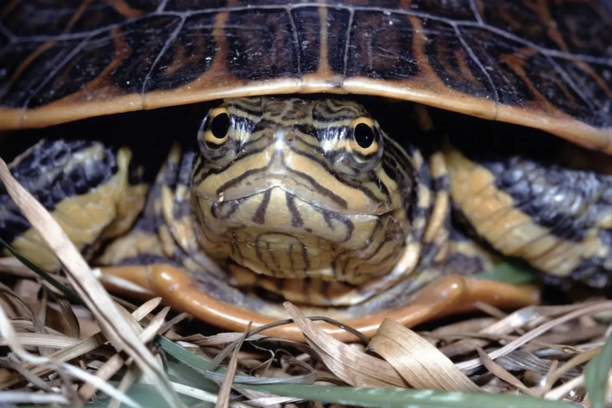 Close up of florida chicken turtle