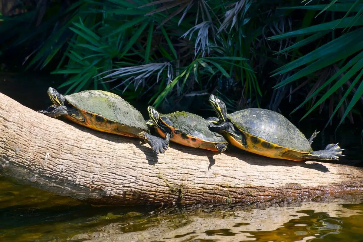 3 Florida Cooters on a log