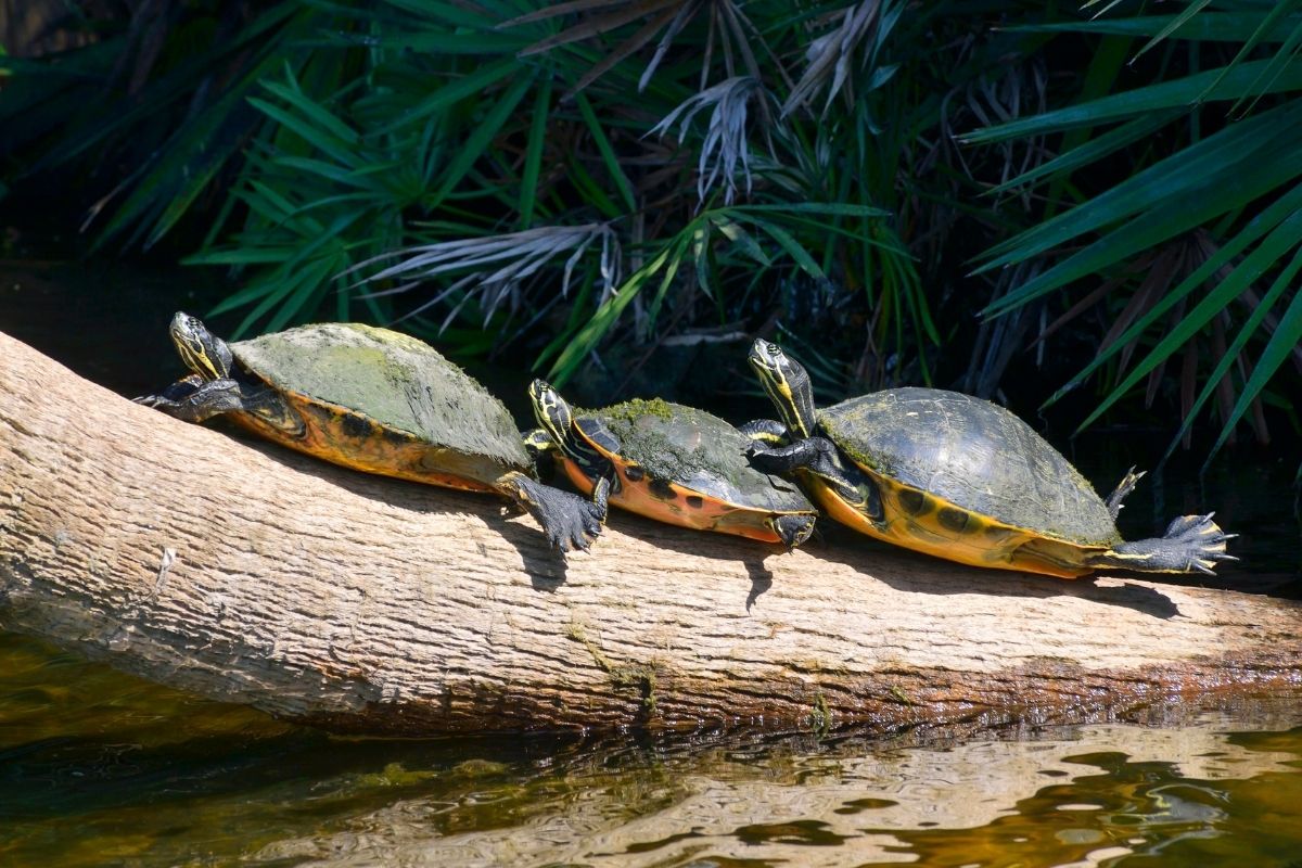 3 florida cooters on a log