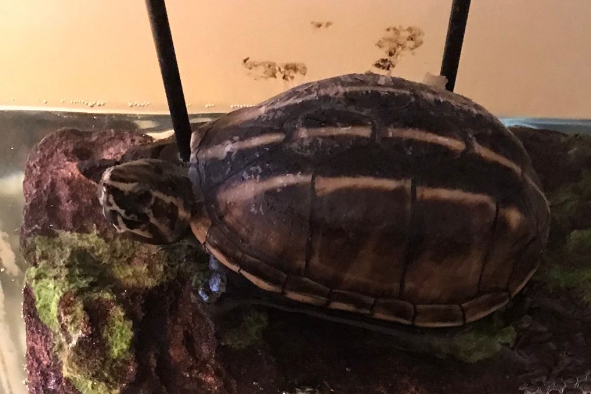 Florida Mud Turtle in a tank
