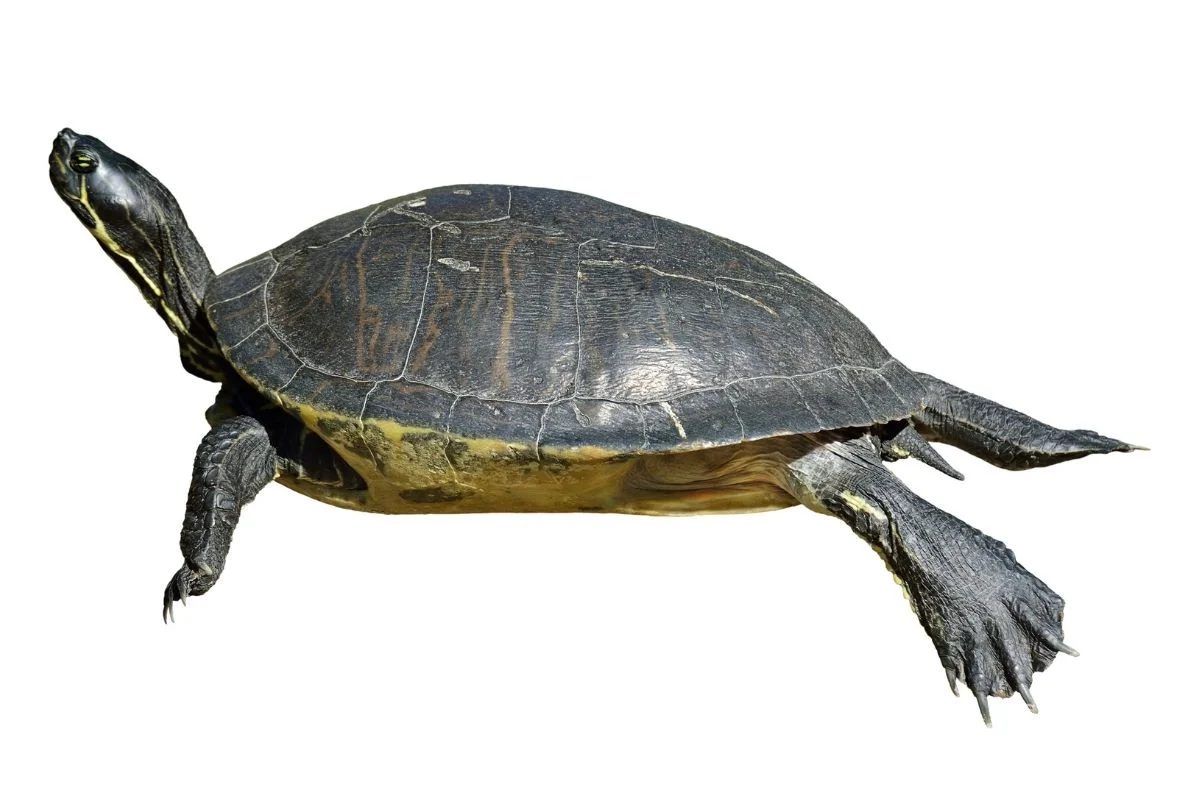 Florida river cooter on white background