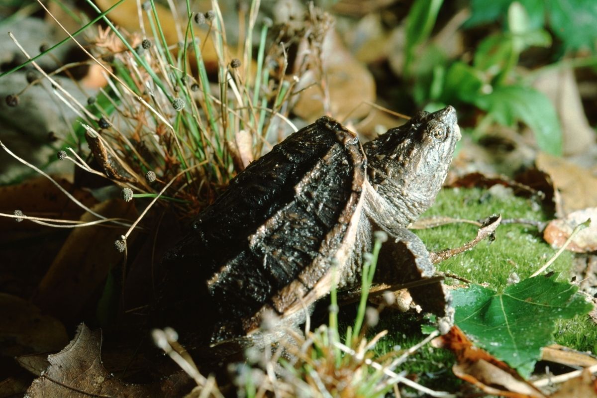 A Portrait of baby Florida Snapping Turtle 