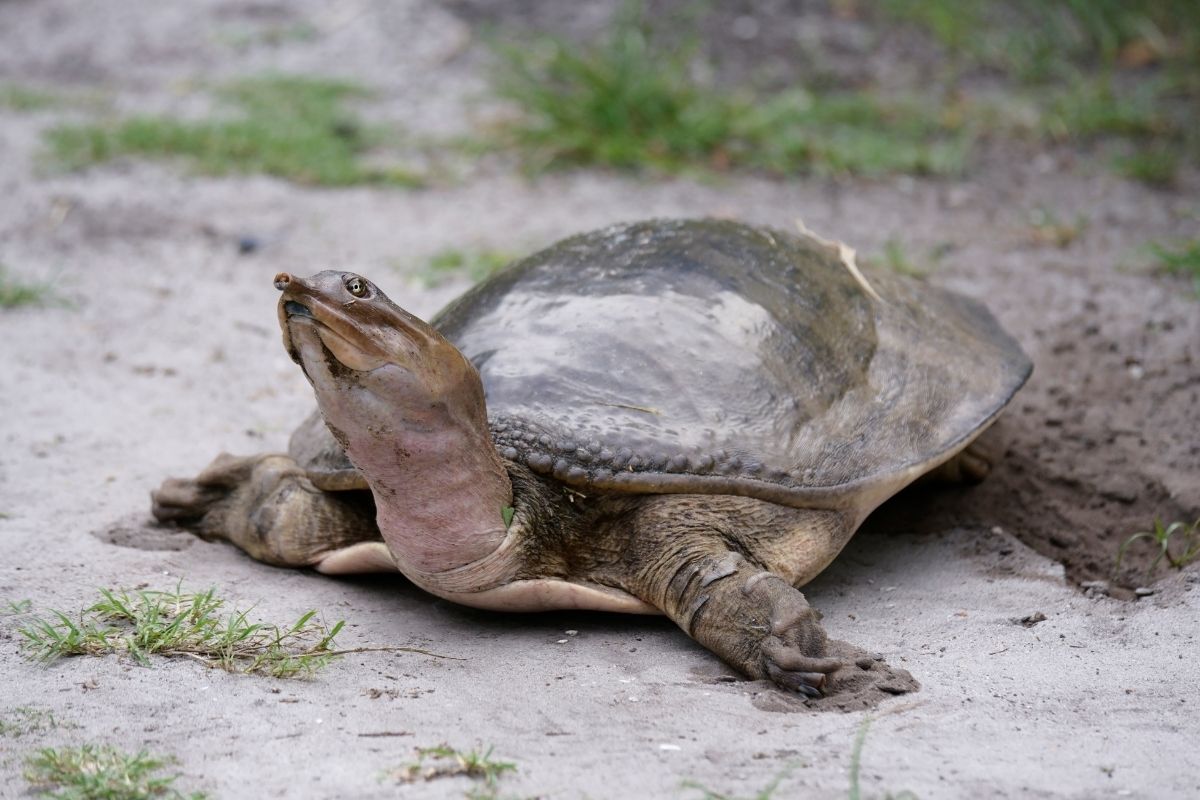 Florida Softshell Turtle on grey sand