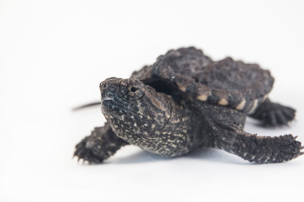 Snapping turtle with white background