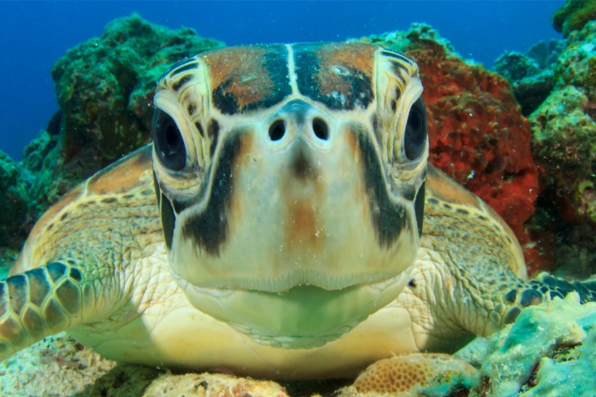 Close up image of a turtle under the sea