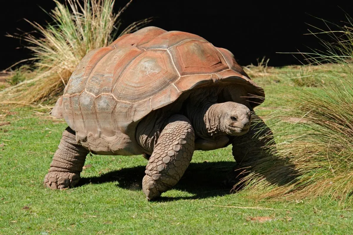 Galápagos giant tortoise in the green grass
