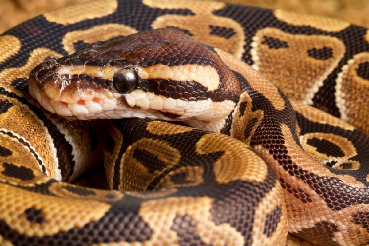 Curled mojave ball python morphs