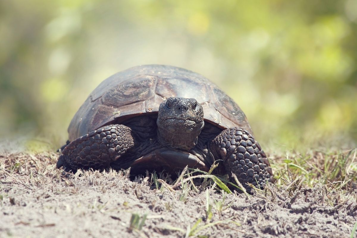 close-up of a walking gopher tortoise