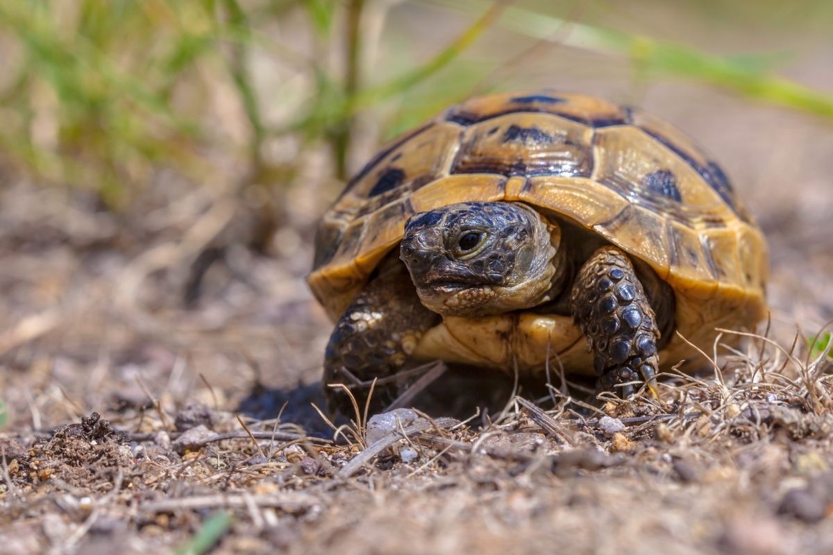 Greek tortoise in the wild