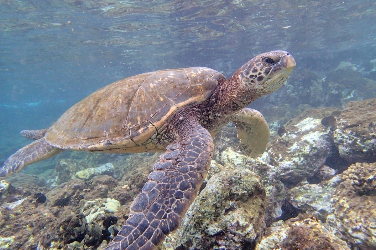 Green sea turtle swimming underwater in the ocean