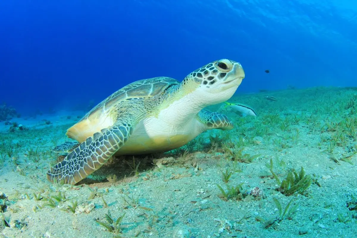 Green sea turtle underwater