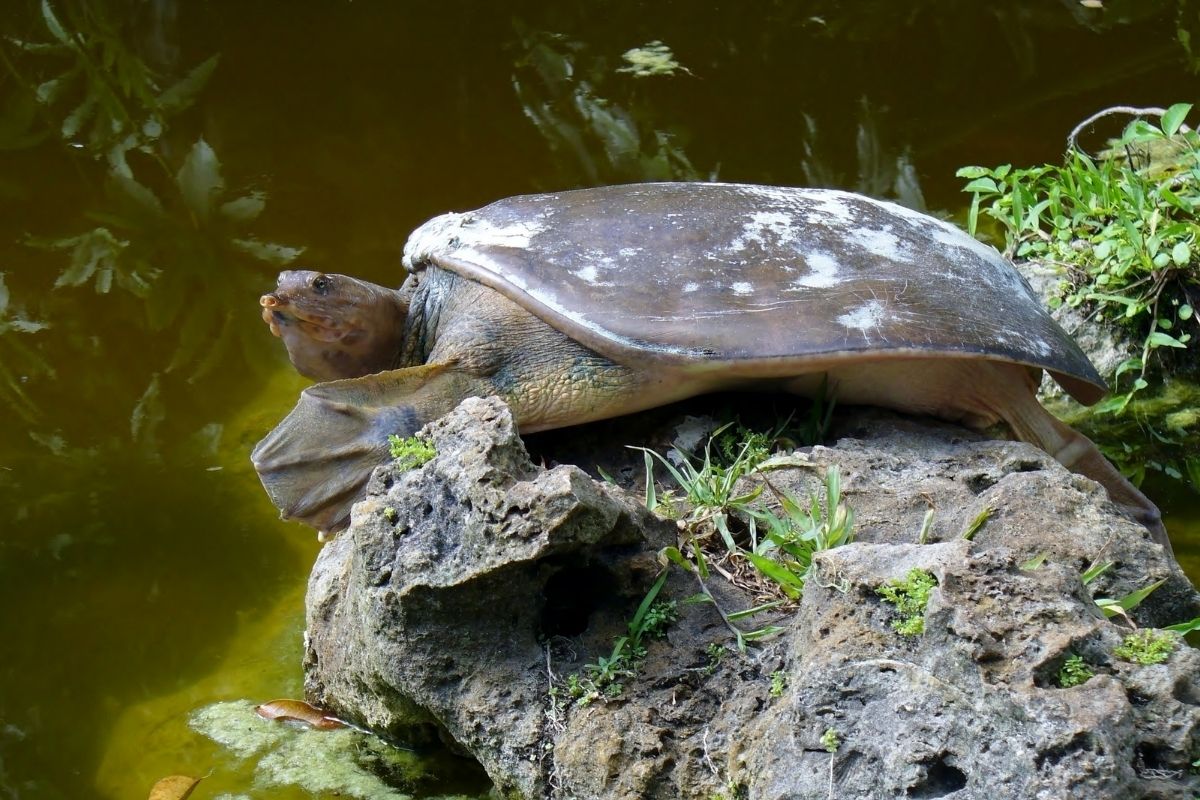 Gulf coast spiny softshell resting in the rock