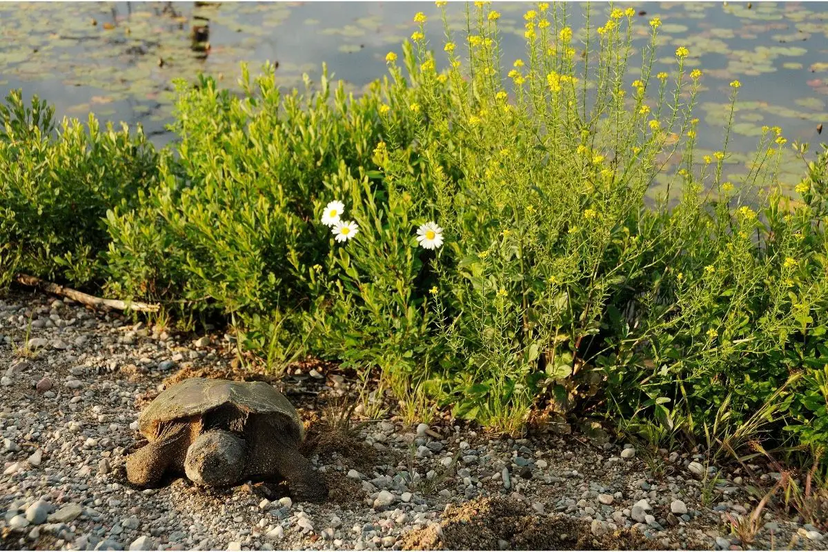 Snapping Turtle on Rock Ground with bushes and River Background