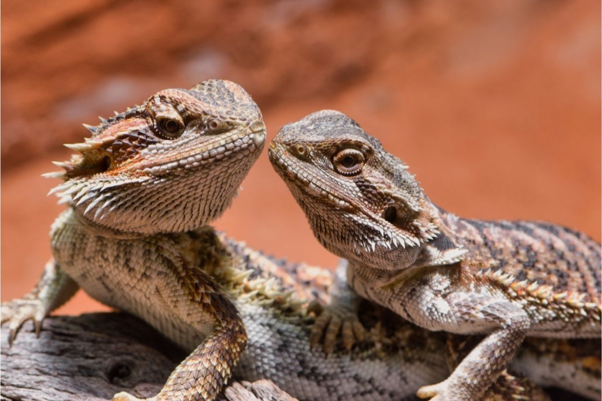 Bearded dragons looking at each other