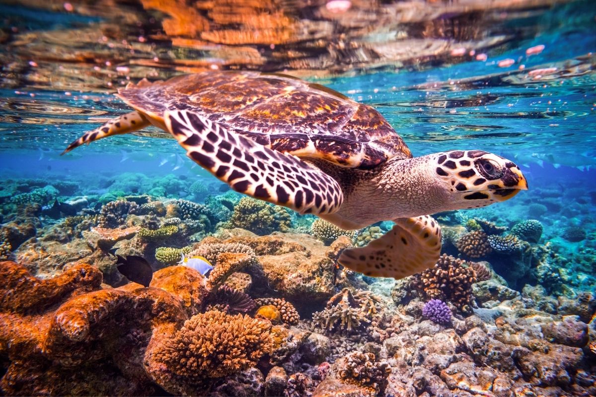 Hawksbill Turtle swimming underwater