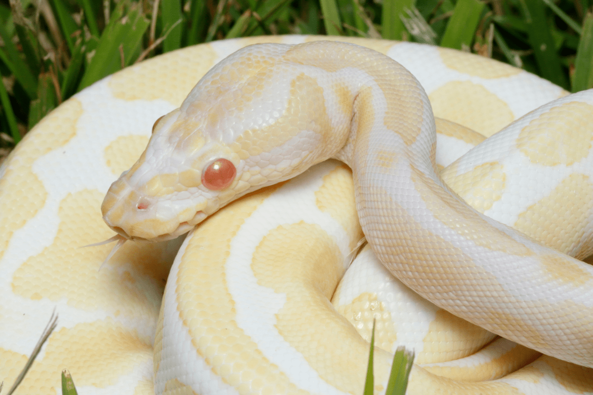 Albino ball python morphs on grass