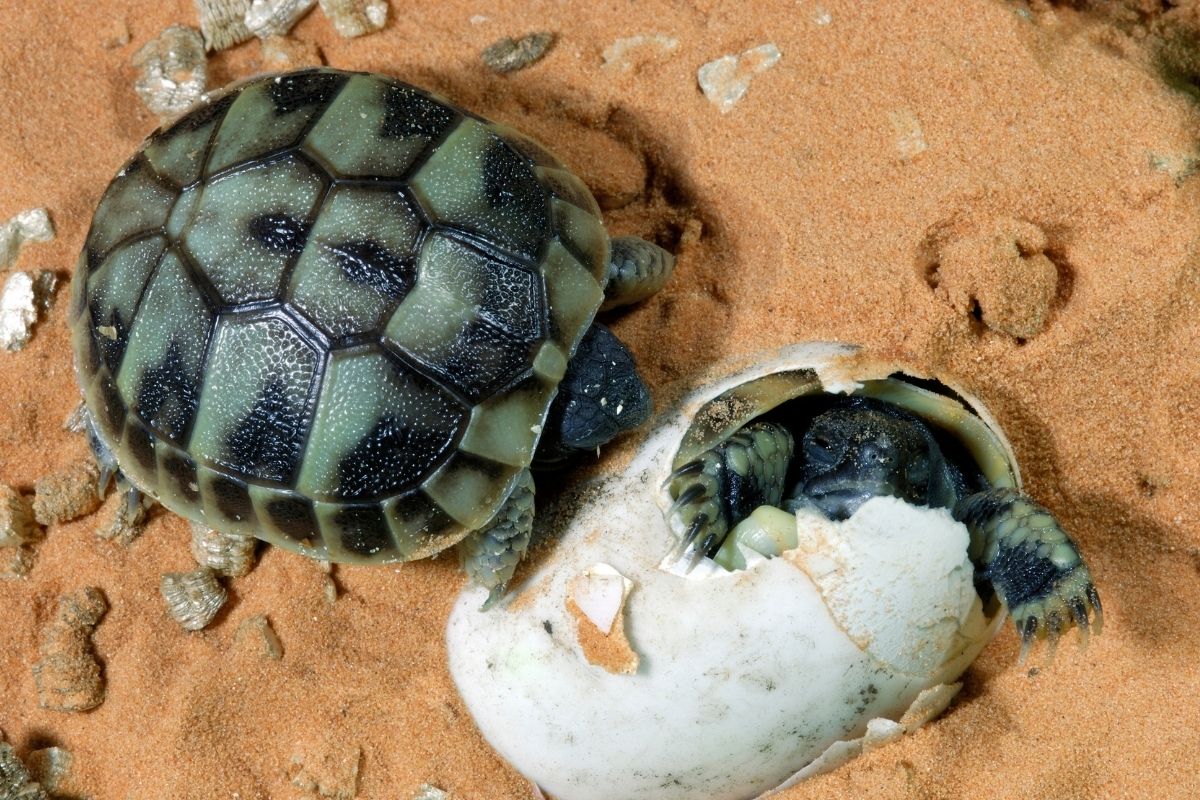 Hermann’s tortoise hatching