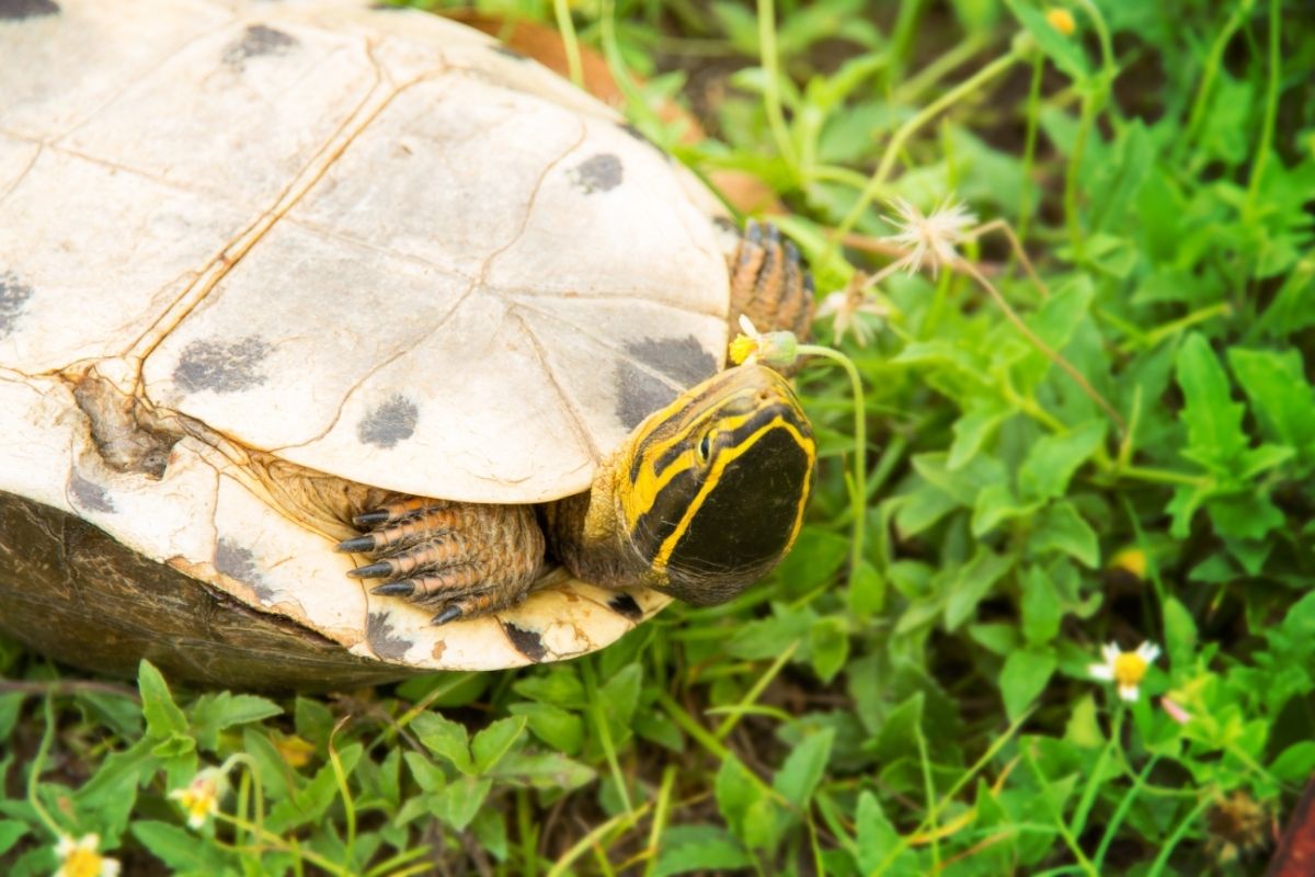 Flipped turtle