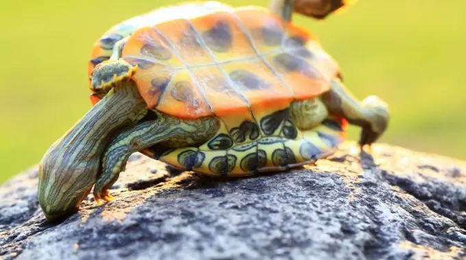 Upside down turtle on rock