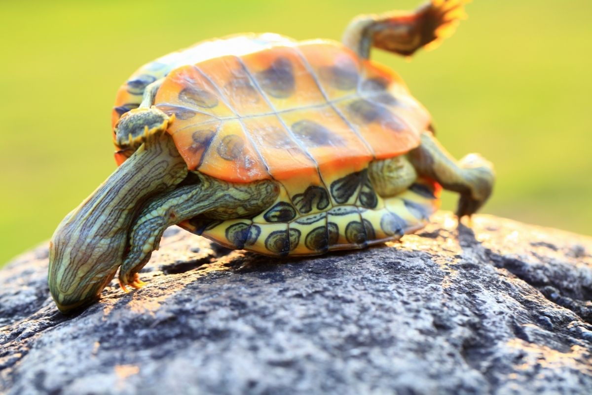 Flipped turtle on rock