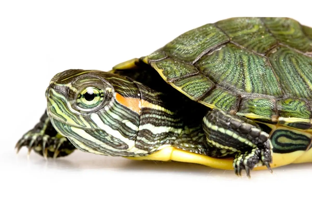 Close-up of a red-eared slider on white background