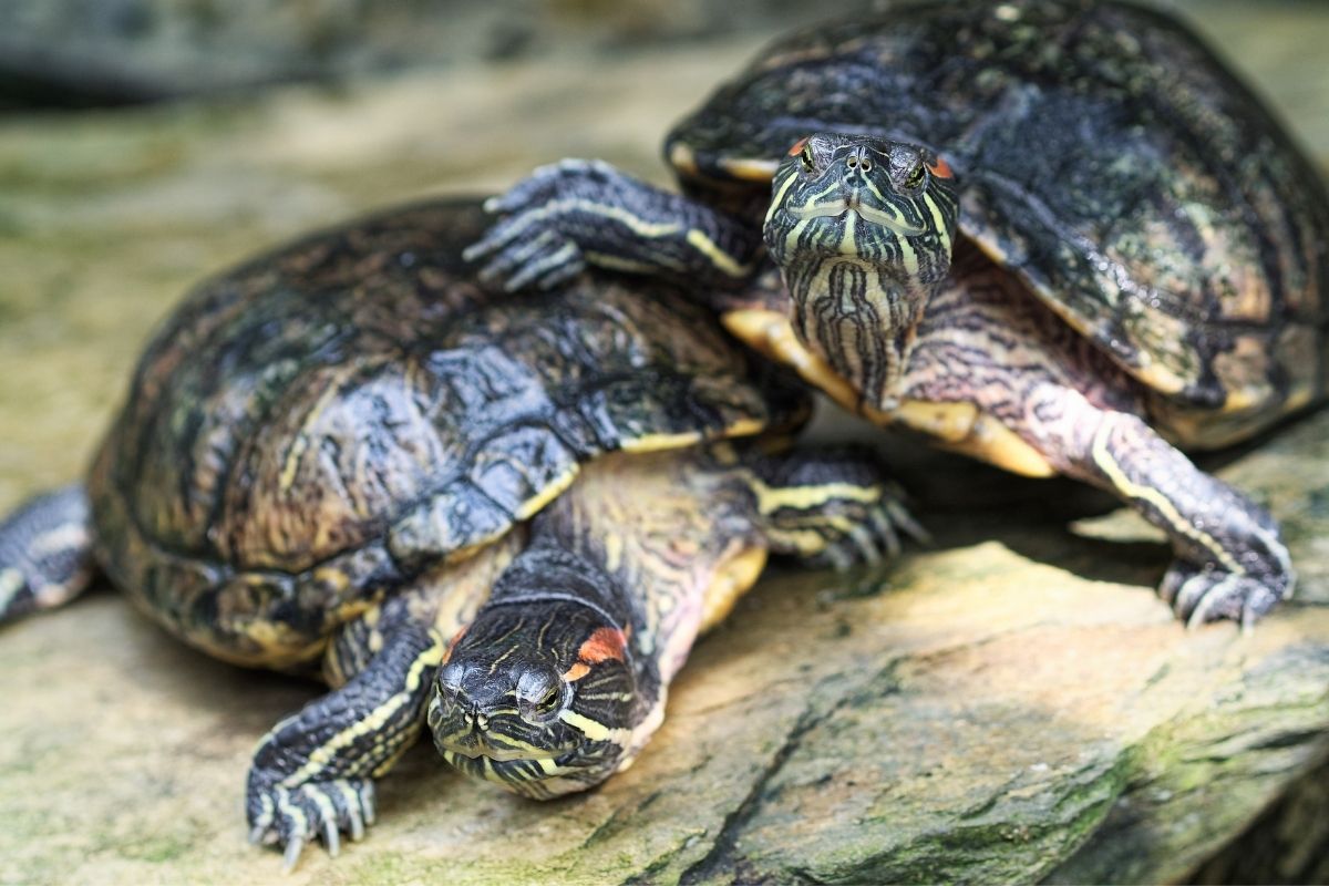 Close-up shot of 2 red-eared slider turtles