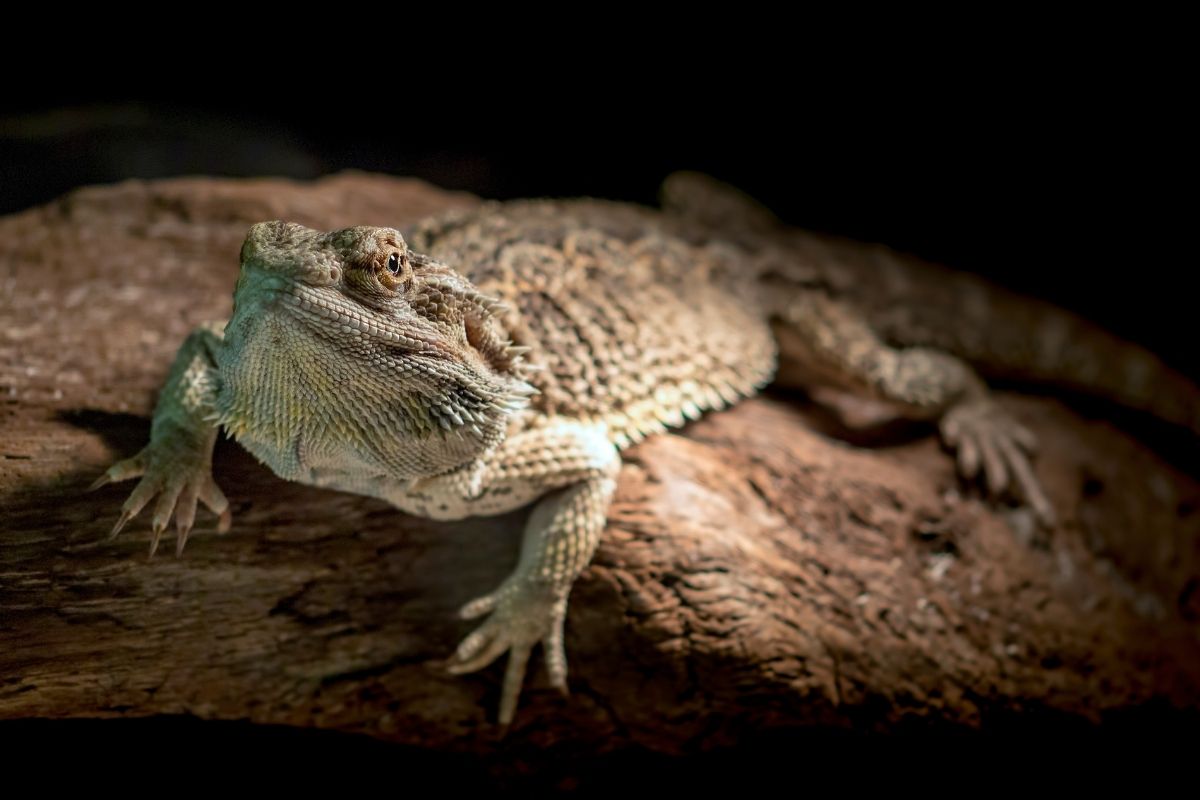 Bearded dragon with some light