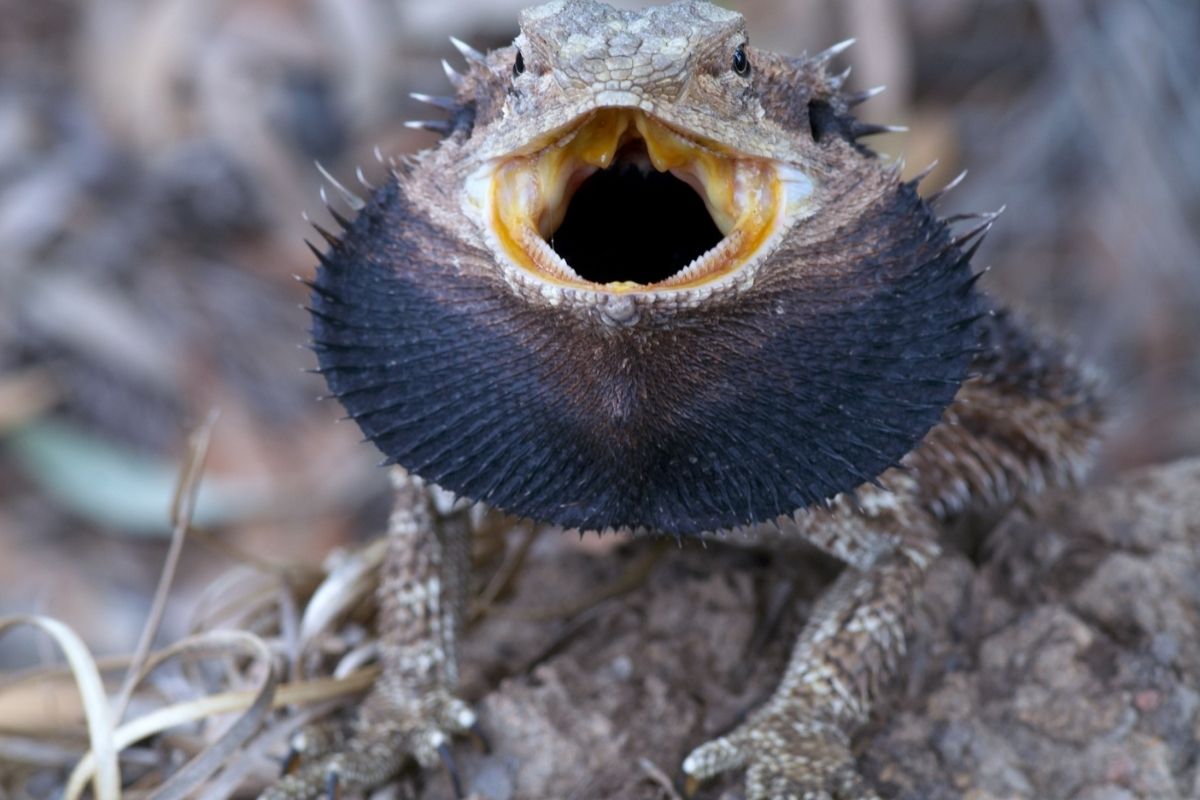 Hostile bearded dragon