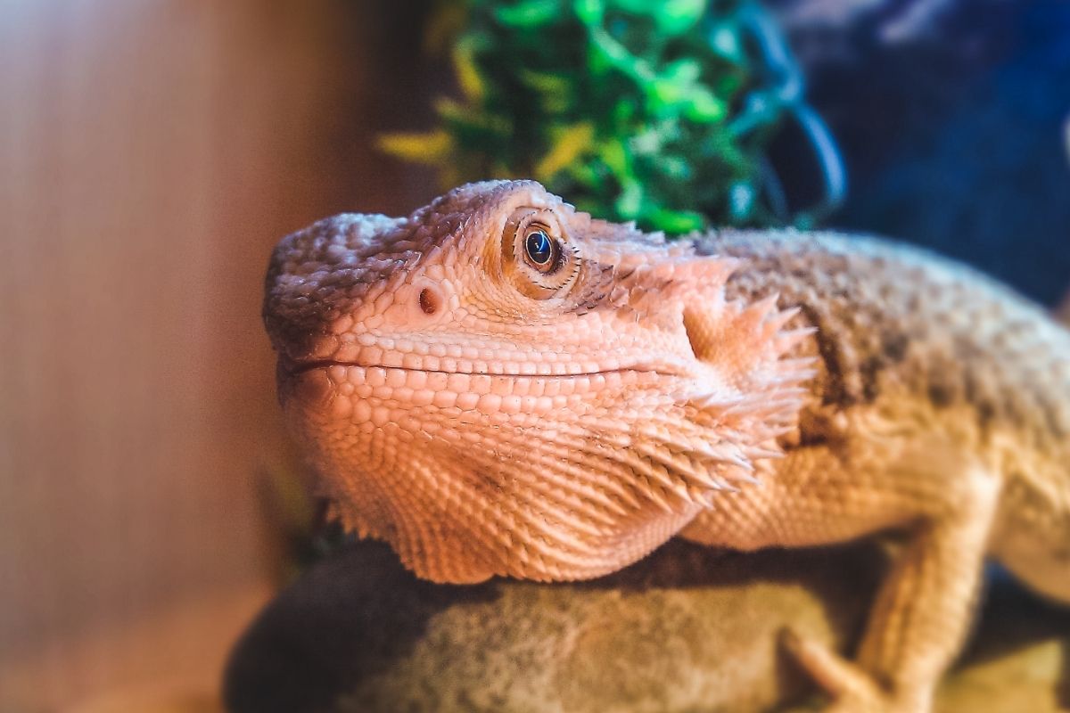 How do bearded dragons cause allergies