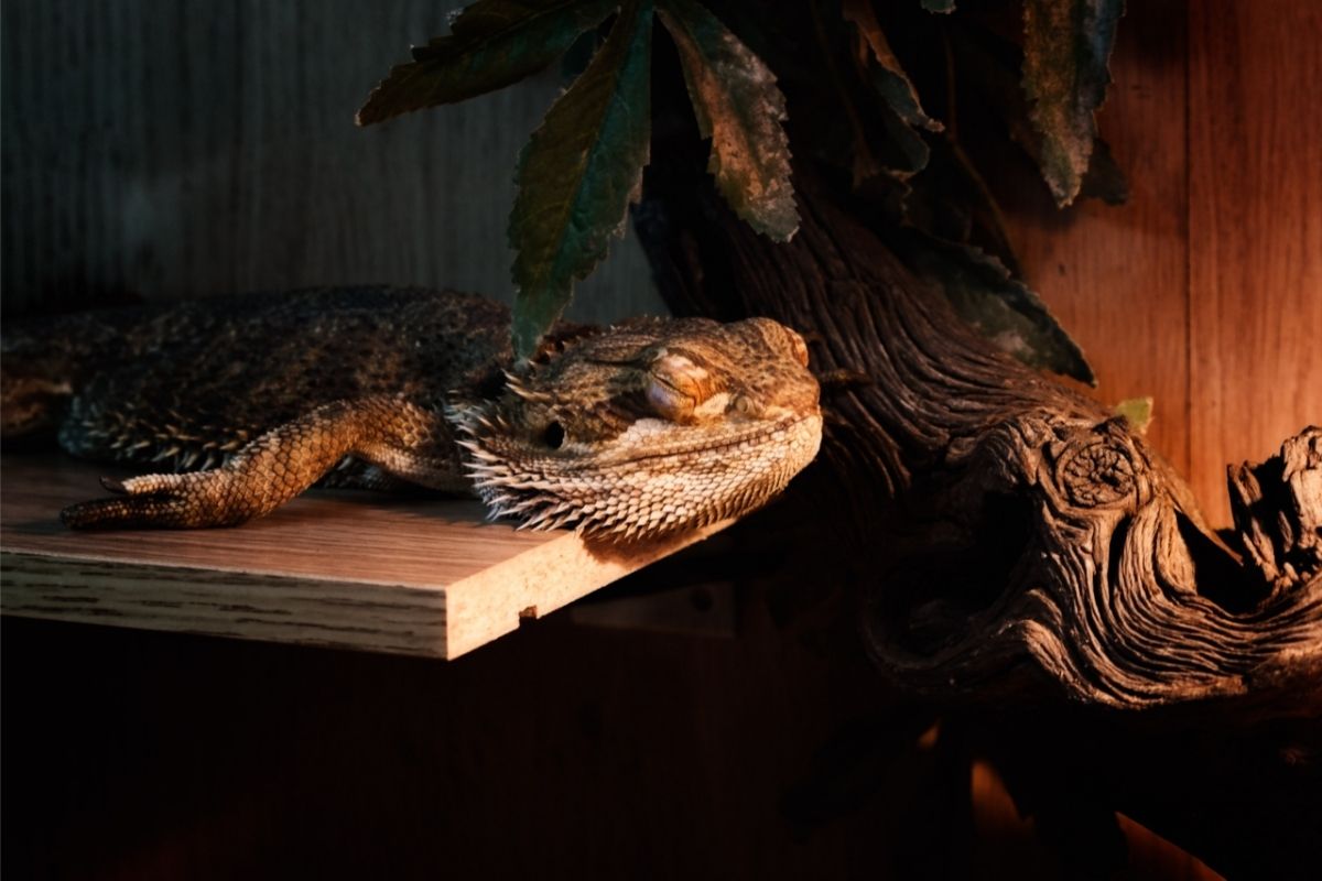 Bearded dragons sleeping under a tree